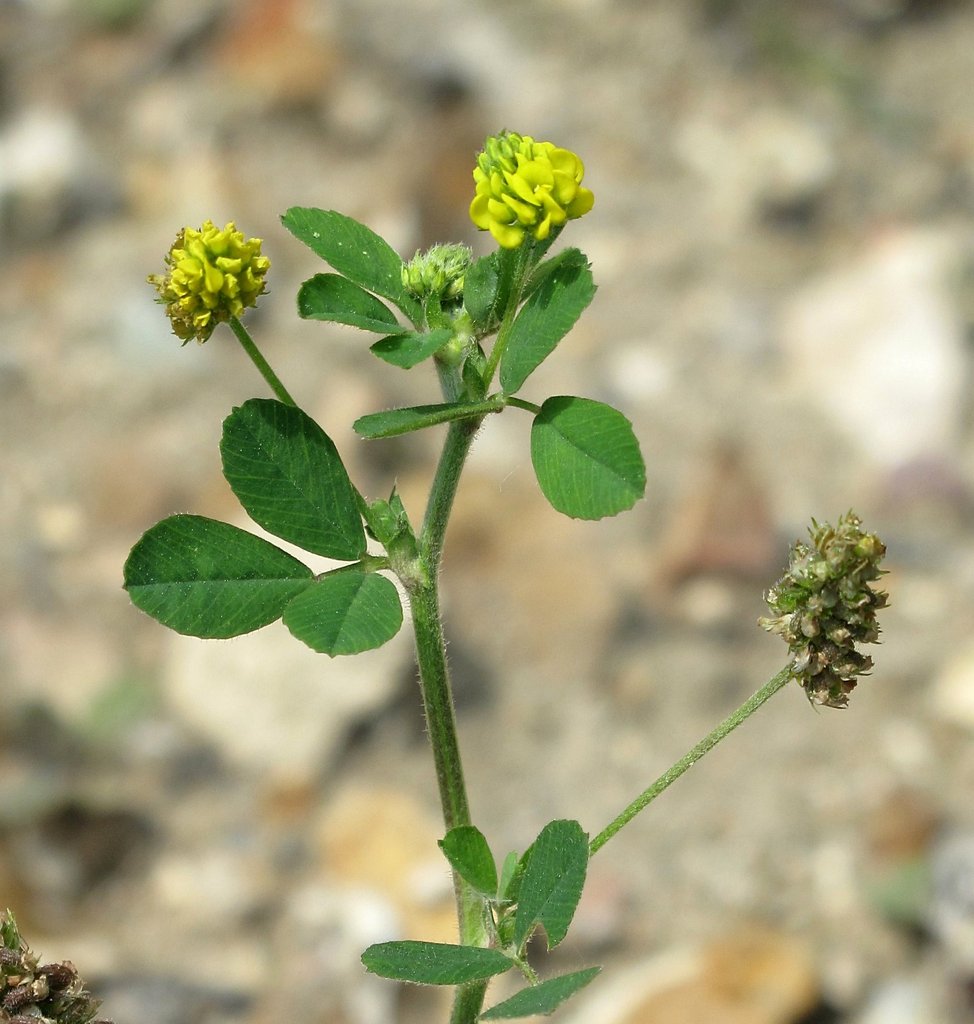 Medicago lupulina